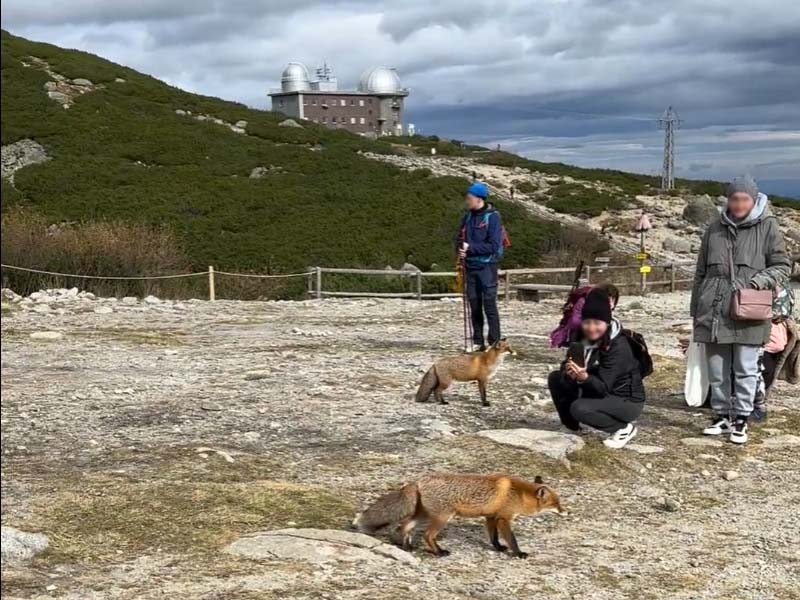 Líšky na Skalnatom plese v kontakte s turistami. Foto: Monika Janigová.